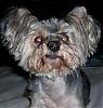HELP Yorkie  found now what????-100_2715.jpg