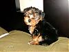 my new baby .....-benji-baby-8-weeks.jpg