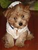 GOLDEN YORKIES-- are these real?-dsc01457b.jpg
