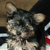 Show me your yorkie with saggy ears...-diggy-tiny.jpg