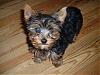 Show me your yorkie with saggy ears...-spike.jpg