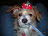 Show me your yorkie with saggy ears...-bellabow.jpg