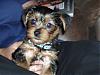 Show me your yorkie with saggy ears...-chewy.jpg