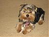 Show me your yorkie with saggy ears...-366rsz.jpg