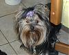 Did 11 yorkies yesterday... groomed them all WHEW...-2006-feb-8-beautiful-kricket.jpg