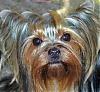 does this sound odd to you?-yorkie-mama.jpg