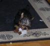 Paper towel shredding yorkie-fearless2.jpg