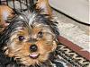 Addicted to yorkie talk.-img_2106.jpg