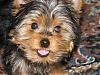 Addicted to yorkie talk.-img_2111.jpg