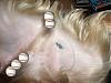 Could this be a tatoo?-buttercup-tattoo-bigger.jpg