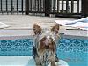Can Yorkies swim in a pool?-sadie-pool-6-17-07-011.jpg