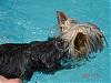Can Yorkies swim in a pool?-sadie-pool-6-17-07-015.jpg