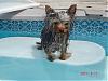 Can Yorkies swim in a pool?-sadie-pool-6-17-07-022.jpg