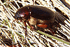 June Bugs!!!! My Dogs Will Not Stop Going After Them And Eating Them...-june_beetle_1.gif