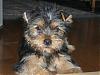 Look at the pics-pure breed or not!-oscar-brother.jpg