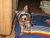 Share your yorkie expressions-img_0001_2.jpg