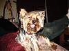 Share your yorkie expressions-img_0038_2.jpg