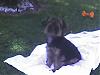 Share your yorkie expressions-photo_060707_003.jpg