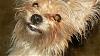 Share your yorkie expressions-gizmosayscheese-.jpg