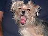 Share your yorkie expressions-august-1-113.jpg