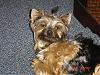 Share your yorkie expressions-kidsjune16.1.jpg