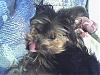 Share your yorkie expressions-photo_021707_010.jpg