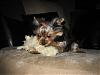 Share your yorkie expressions-kill-toy.jpg