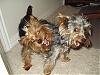 Share your yorkie expressions-crazy-dogs.jpg