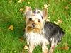 My baby is missing I need help!-yorkie.jpg