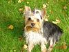 My baby is missing I need help!-yorkie2.jpg