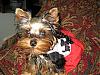 Check out Halle in Waggie Wonders Ruffled Harness-img_0009.jpg