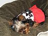 Check out Halle in Waggie Wonders Ruffled Harness-halle-her-red-dress.jpg