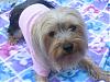 Updates-roxy-blankie.jpg