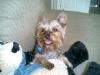 Smiling Yorkies-luigi124.jpg