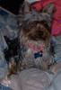 Smiling Yorkies-gucci-smiling-july-1.jpg