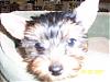 Here is Gizmo!!!-gizmo-close-up-6-28.jpg