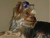 My baby is missing I need help!-attachment-1.jpg