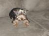 Smiling Yorkies-princess15-003.jpg