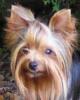 Smiling Yorkies-7_27_05-0131qwa1.jpg