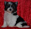 My Biewerpuppies-dsc_6201.jpg