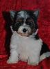 My Biewerpuppies-dsc_6197.jpg