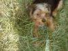 Smiling Yorkies-tucker-112.jpg