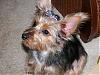 I've got a brat! (and a patient groomer)-abw-079.jpg