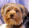 Show me your yorkie with saggy ears...-cody-bed-daddy-010.jpg