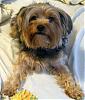 Show me your yorkie with saggy ears...-cody-bed-daddy-011.jpg