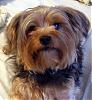 Show me your yorkie with saggy ears...-cody-bed-daddy-012.jpg