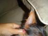 Coco's ear =( & her new "Mommy is sorry" Jungle Gym-ear.jpg