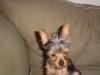 Coco's ear =( & her new "Mommy is sorry" Jungle Gym-ear2.jpg