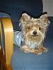 Signs of a happy yorkie-rauls-5th-grade-graduation-085.jpg