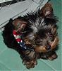 is your baby patriotic??? let's see some pics!-p16.jpg